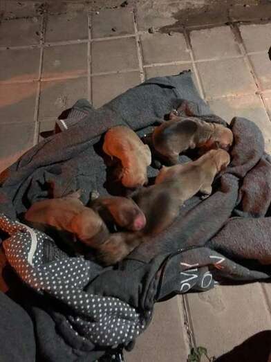 Nueva camada de perros abandonados en Las Huesas (Foto TA)